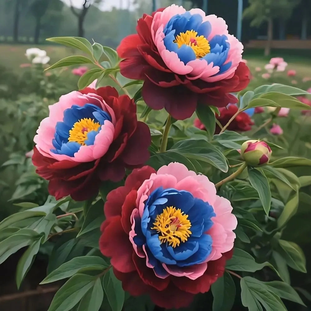 🌸 Prémiové farebné semená pivonky kráľovskej – Kráľovský klenot záhrady! 🌸