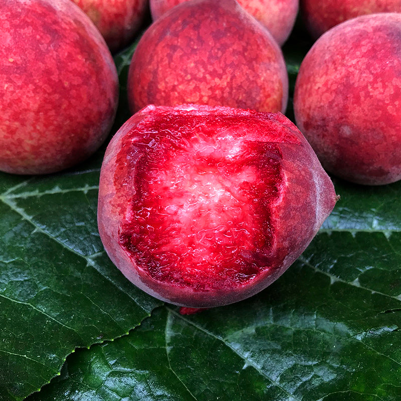 Semienka krvavého broskyne