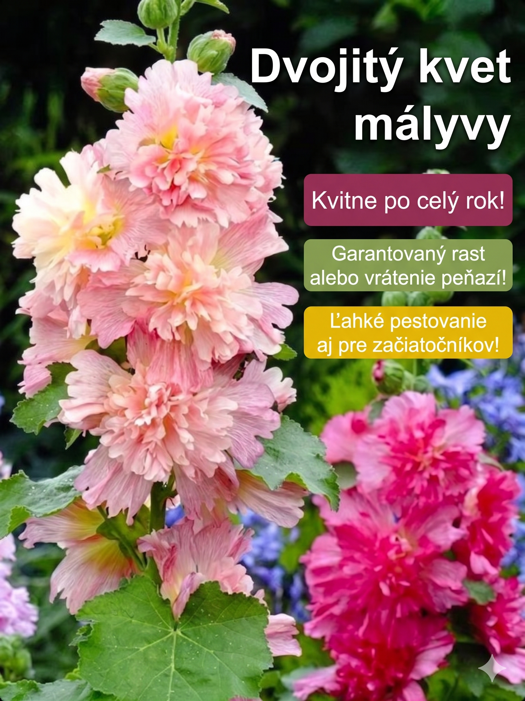 Semená slezu – kvitnú už za 8 týždňov! 🌸Ak semená nevyklíčia do 7 dní, vrátime vám celú sumu! 💸
