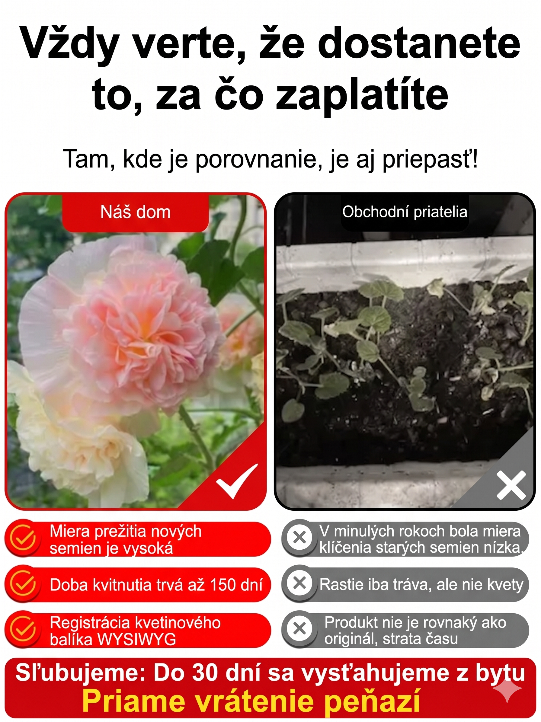 Semená slezu – kvitnú už za 8 týždňov! 🌸Ak semená nevyklíčia do 7 dní, vrátime vám celú sumu! 💸