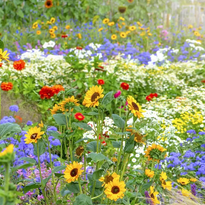 🔥Výpredaj 50% ZĽAVA🌱Prémiové mrazuvzdorné zmiešané semená trvaliek | Viac ako 60 odrôd | Ideálne pre začiatočníkov