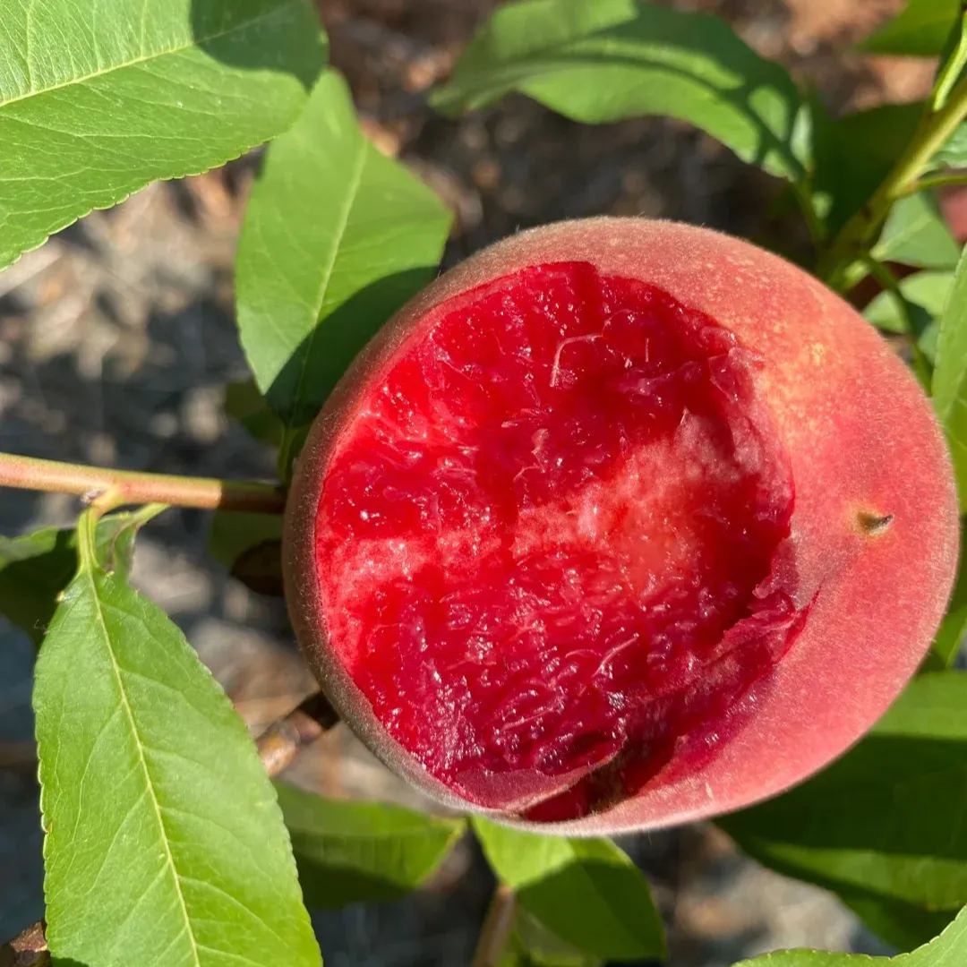Semienka krvavého broskyne