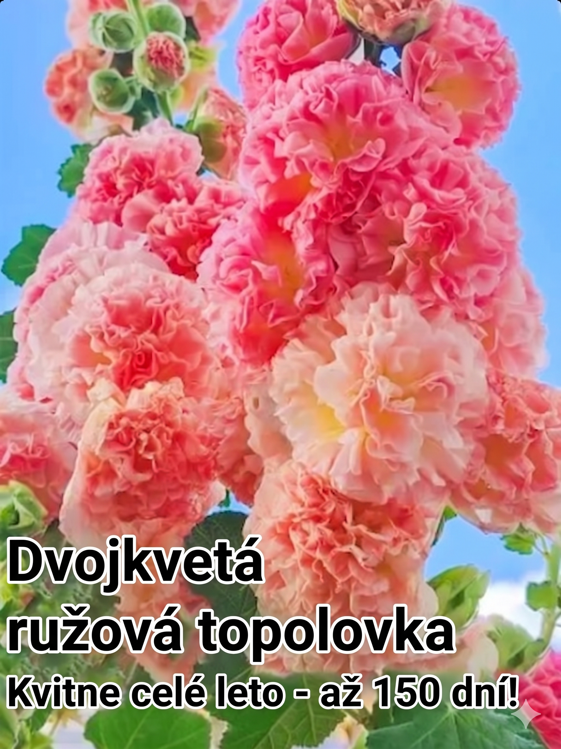 Semená slezu – kvitnú už za 8 týždňov! 🌸Ak semená nevyklíčia do 7 dní, vrátime vám celú sumu! 💸