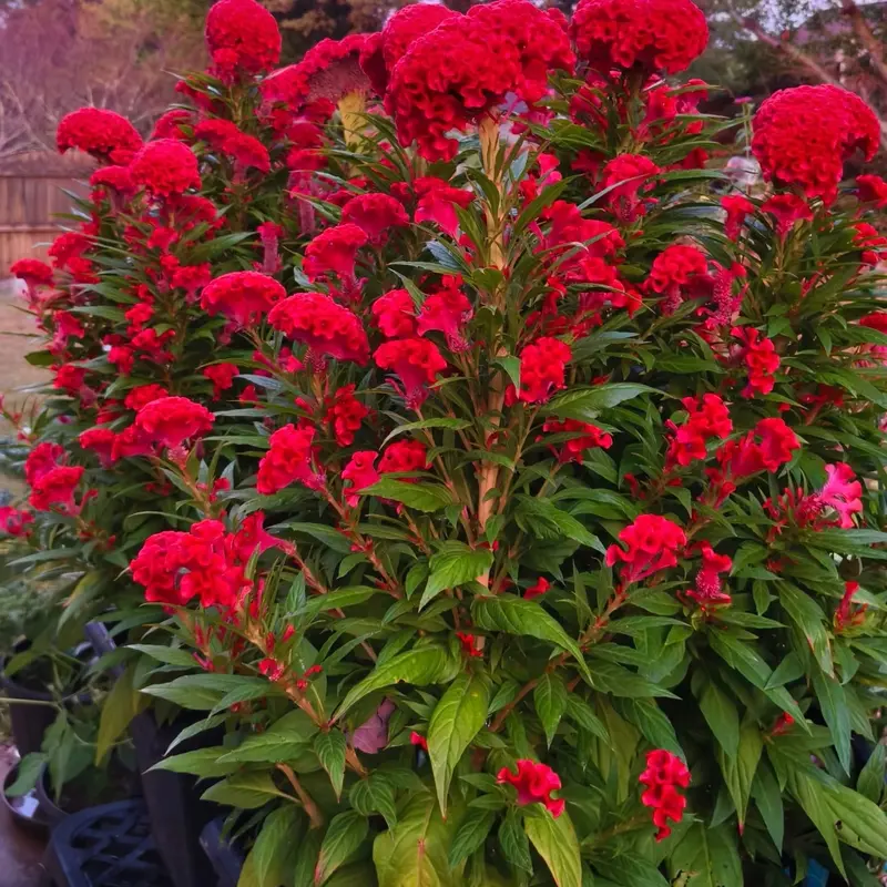 🔥Flame Bloom Čerstvý kohúti hrebeň