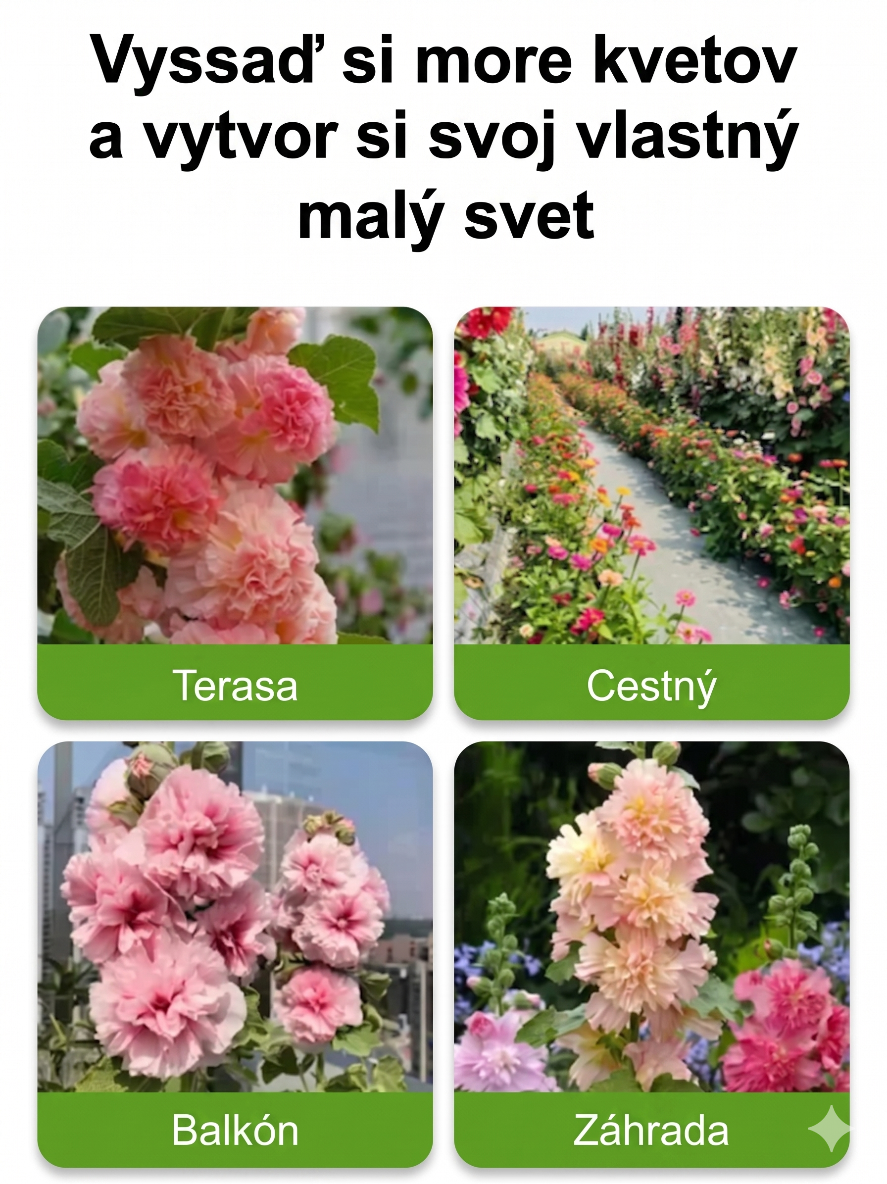Semená slezu – kvitnú už za 8 týždňov! 🌸Ak semená nevyklíčia do 7 dní, vrátime vám celú sumu! 💸