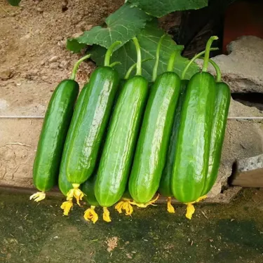 Semená Okurky F1 Superfruit – Hromadné, Vysokovýnosné