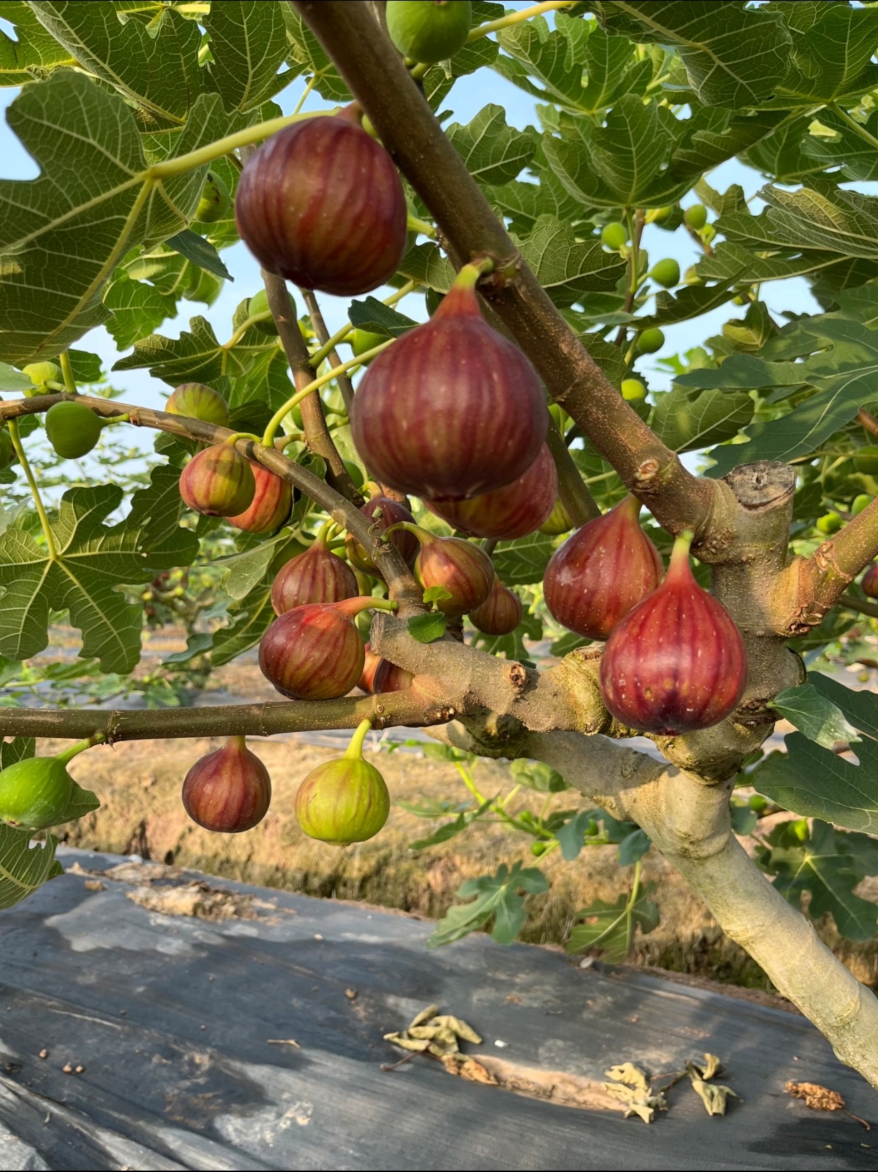 🔥Prémiové semená figovníka Mission – iba semená