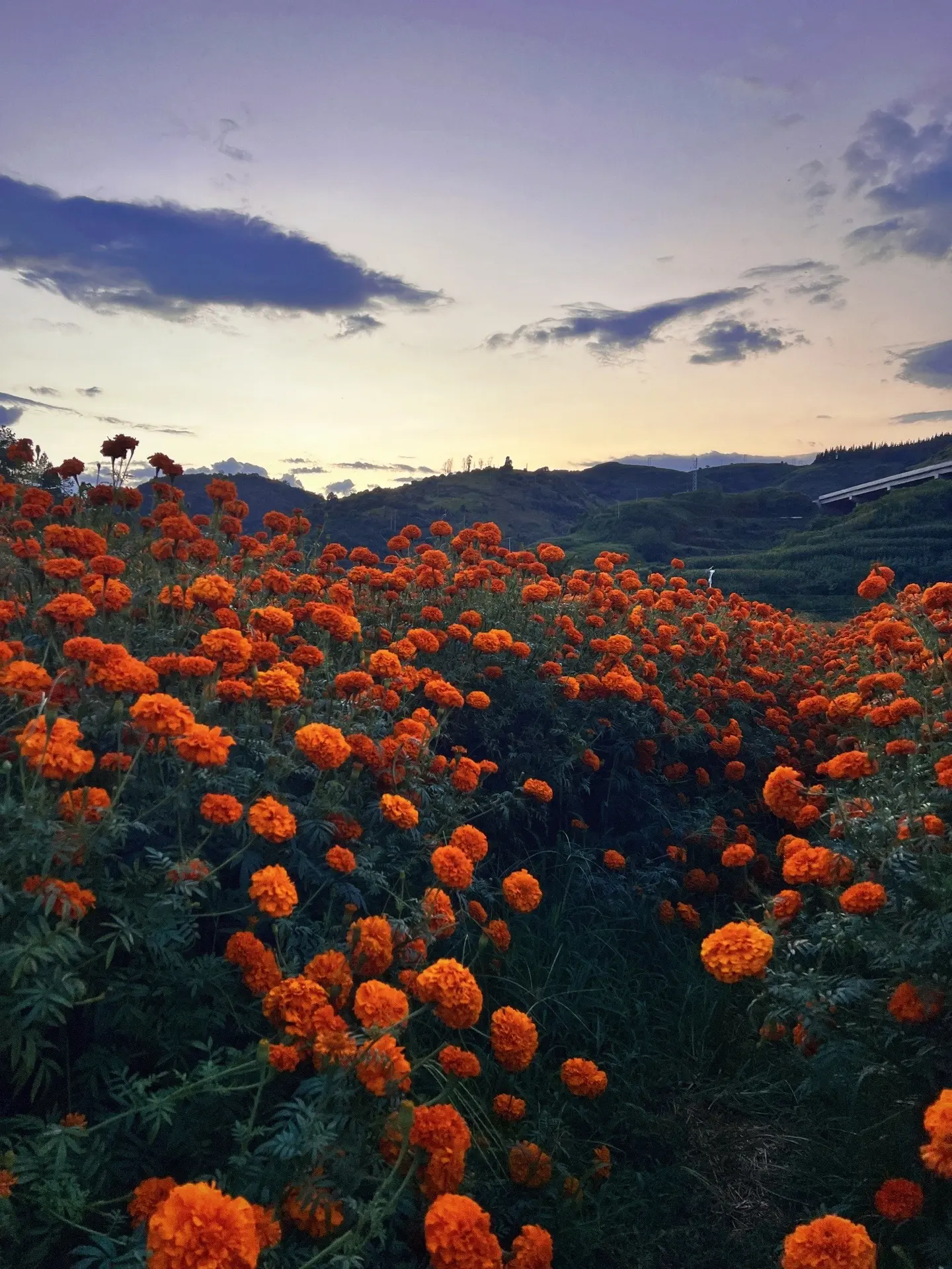 Kvety nechtíka lekárskeho – žiarivé, odolné a ľahko pestovateľné po celý rok