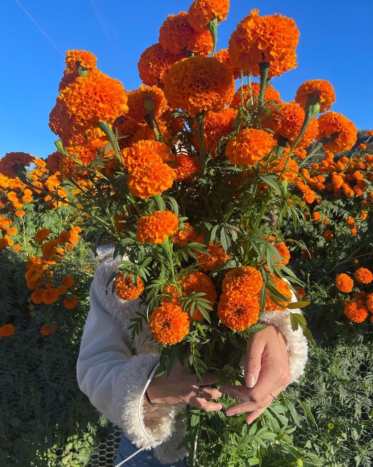 Kvety nechtíka lekárskeho – žiarivé, odolné a ľahko pestovateľné po celý rok