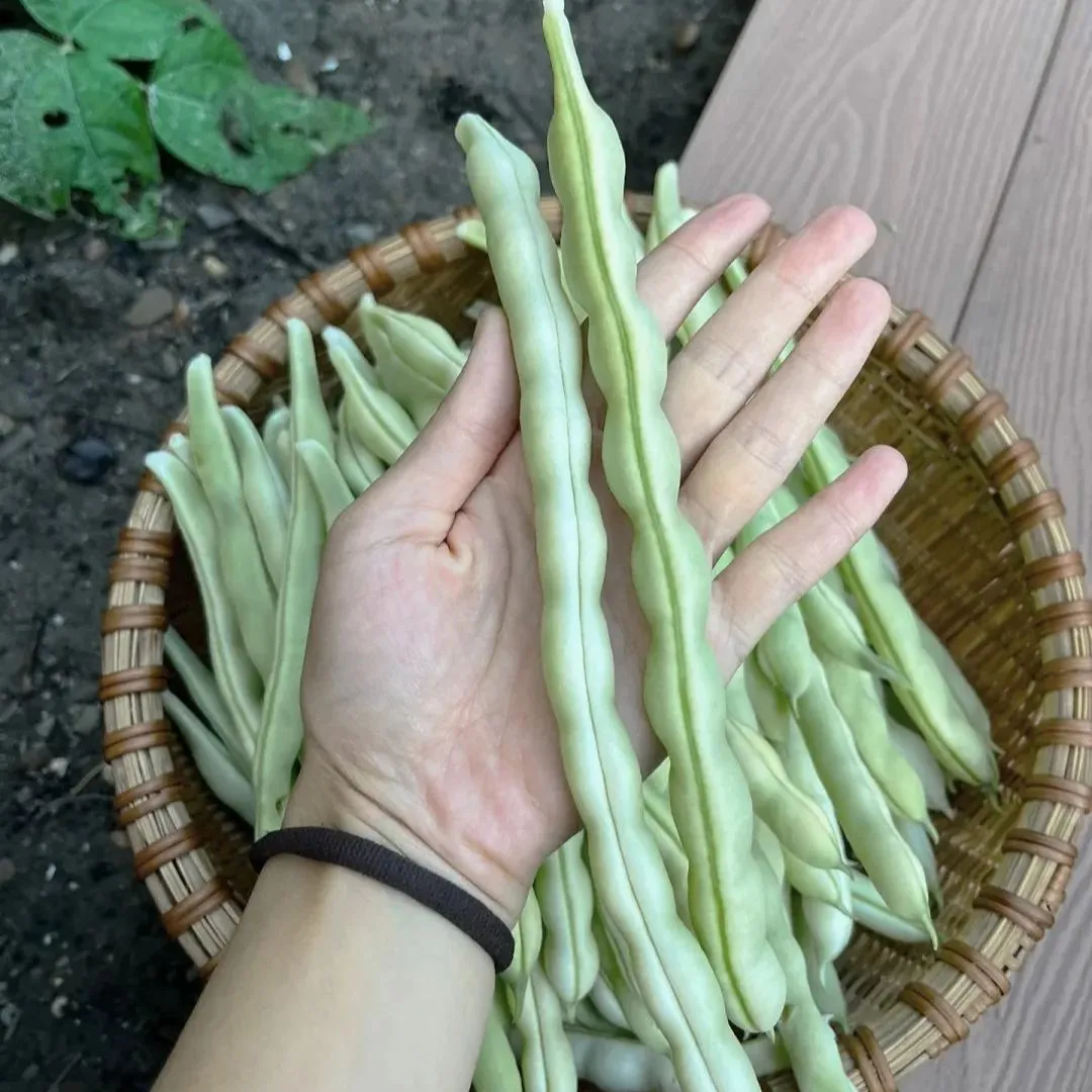 Vysokovýnosná červená fazuľa