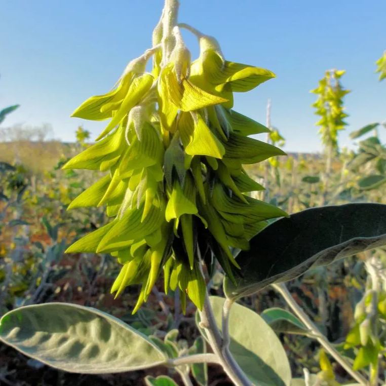 🌱 Zelený vtáčí kvet – Crotalaria cunninghamii 🌸 Vzácne semienka pre vašu záhradu 🌞