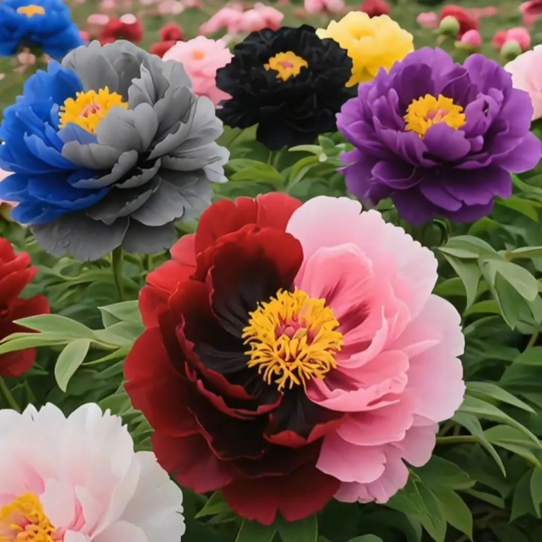 🌸 Prémiové farebné semená pivonky kráľovskej – Kráľovský klenot záhrady! 🌸