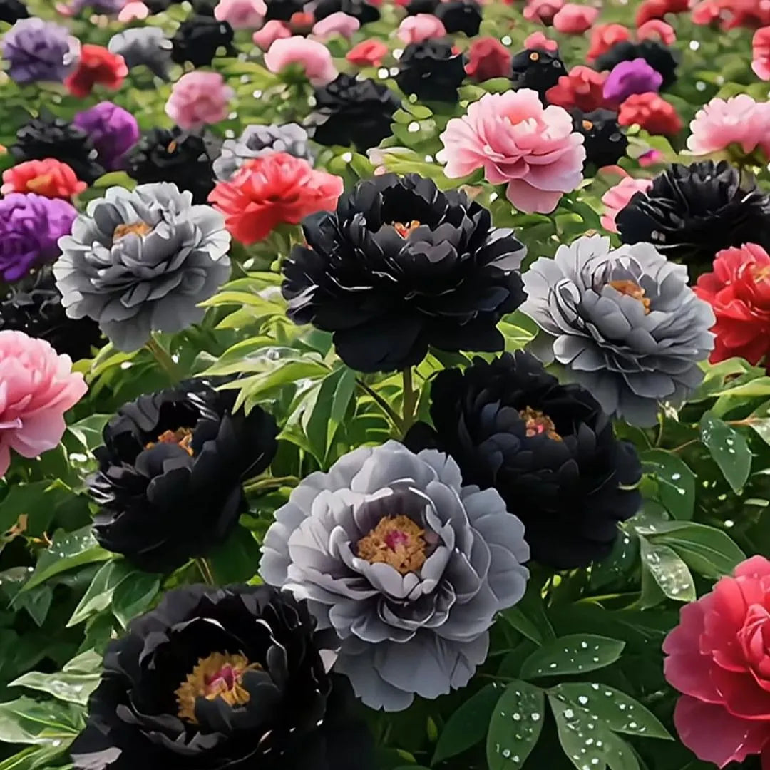 🌸 Prémiové farebné semená pivonky kráľovskej – Kráľovský klenot záhrady! 🌸