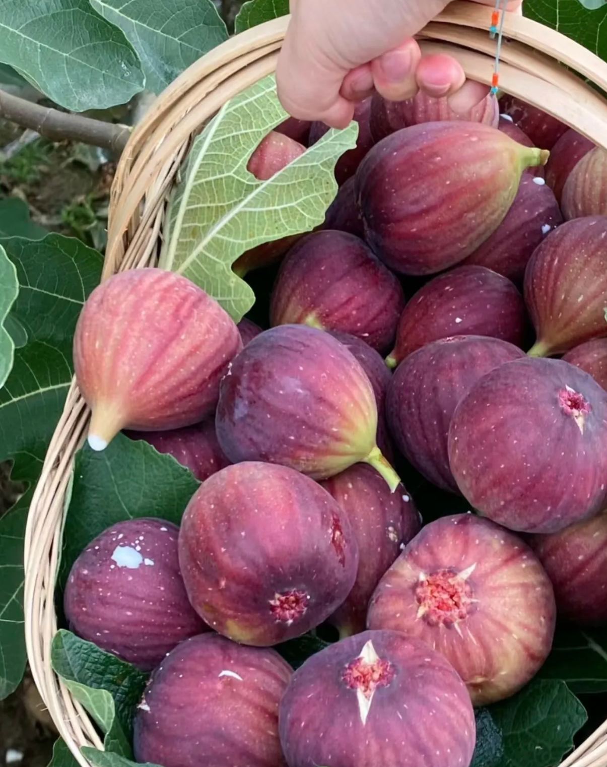 🔥Prémiové semená figovníka Mission – iba semená