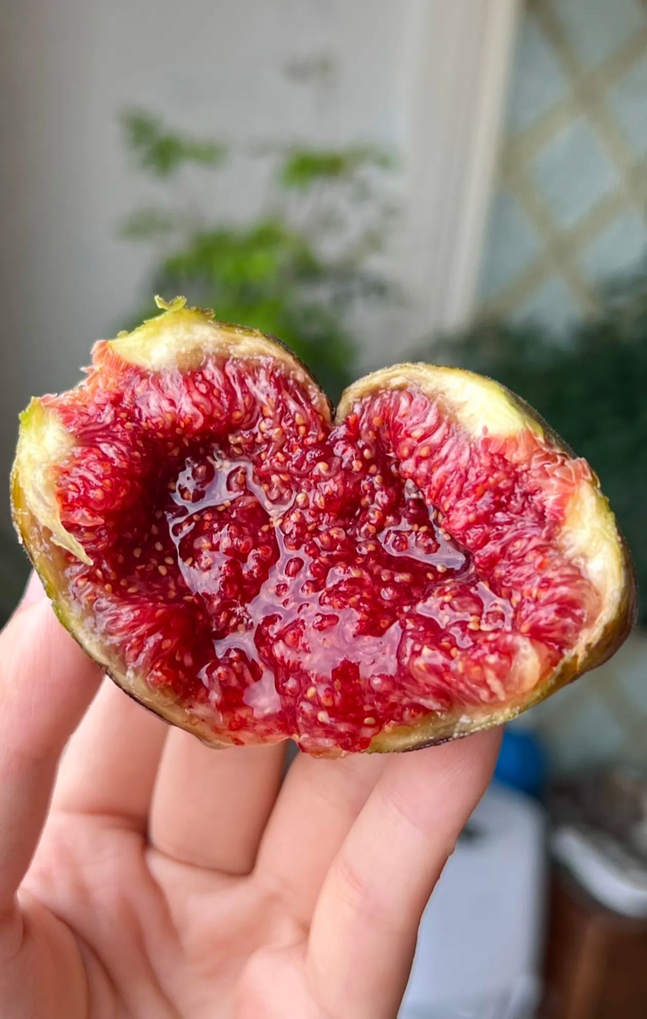 🔥Prémiové semená figovníka Mission – iba semená