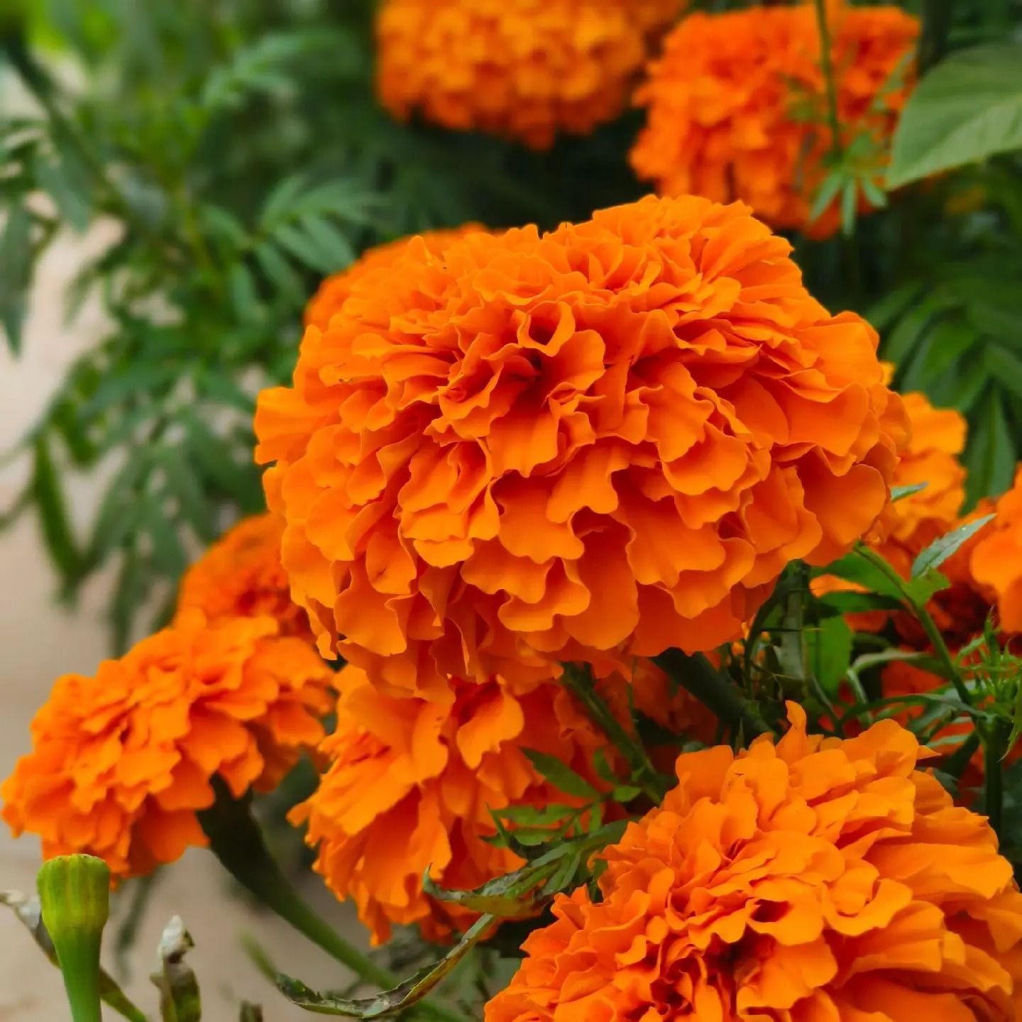 Kvety nechtíka lekárskeho – žiarivé, odolné a ľahko pestovateľné po celý rok