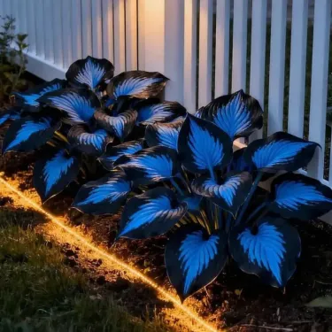 🌟 Prémium ritka hostamagok – ideálisak tavaszi és téli ültetéshez 🍃 Kiváló vágott virágokhoz 🌿 98 % csírázóképesség