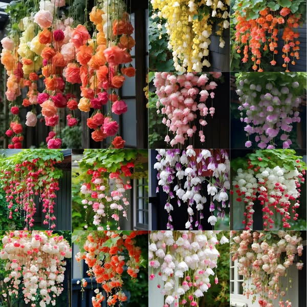 🌸 Begónia magok – könnyen termeszthetők és karbantarthatók, dekoratívak egész évben. Tegyen ragyogóvá minden kertet!