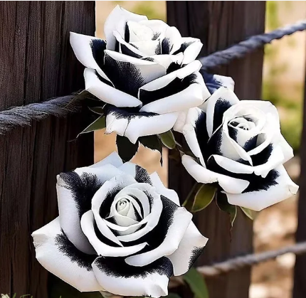 💙 Семена на синя омагьосана роза ✨