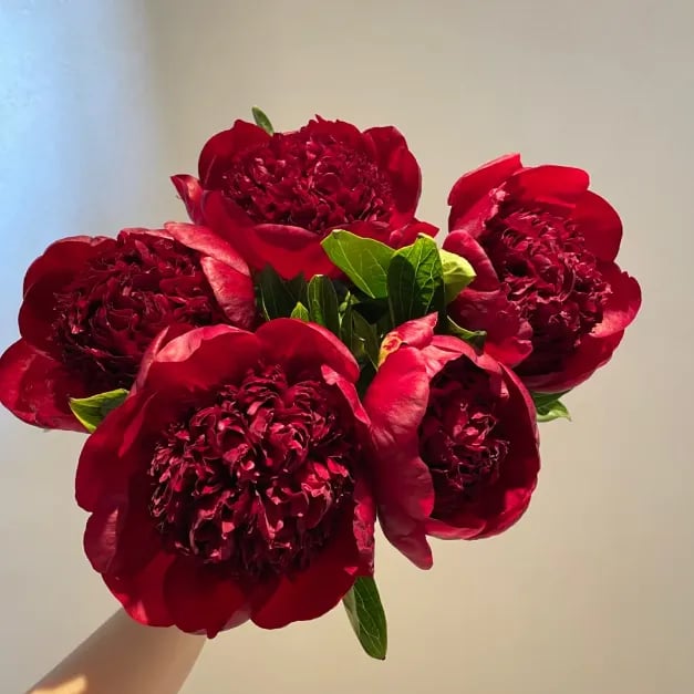 🌺A virágok királynője — dupla szirmú pünkösdi rózsa