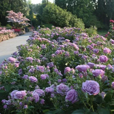 🌸 Rózsasor magok Rosa Eden – könnyen nevelhető, illatos, évelő virágok