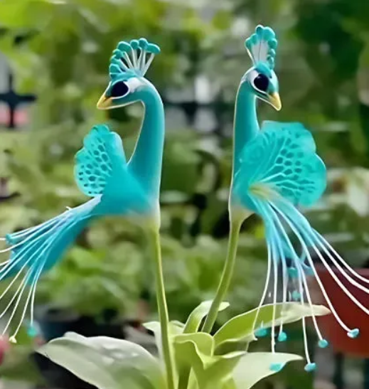 🔥Posledné 3 hodiny: 50% zľava🌺 Semená z pávieho kvetu ✨Ľahko sa pestujú