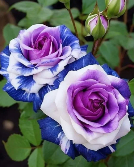 💙 Семена на синя омагьосана роза ✨