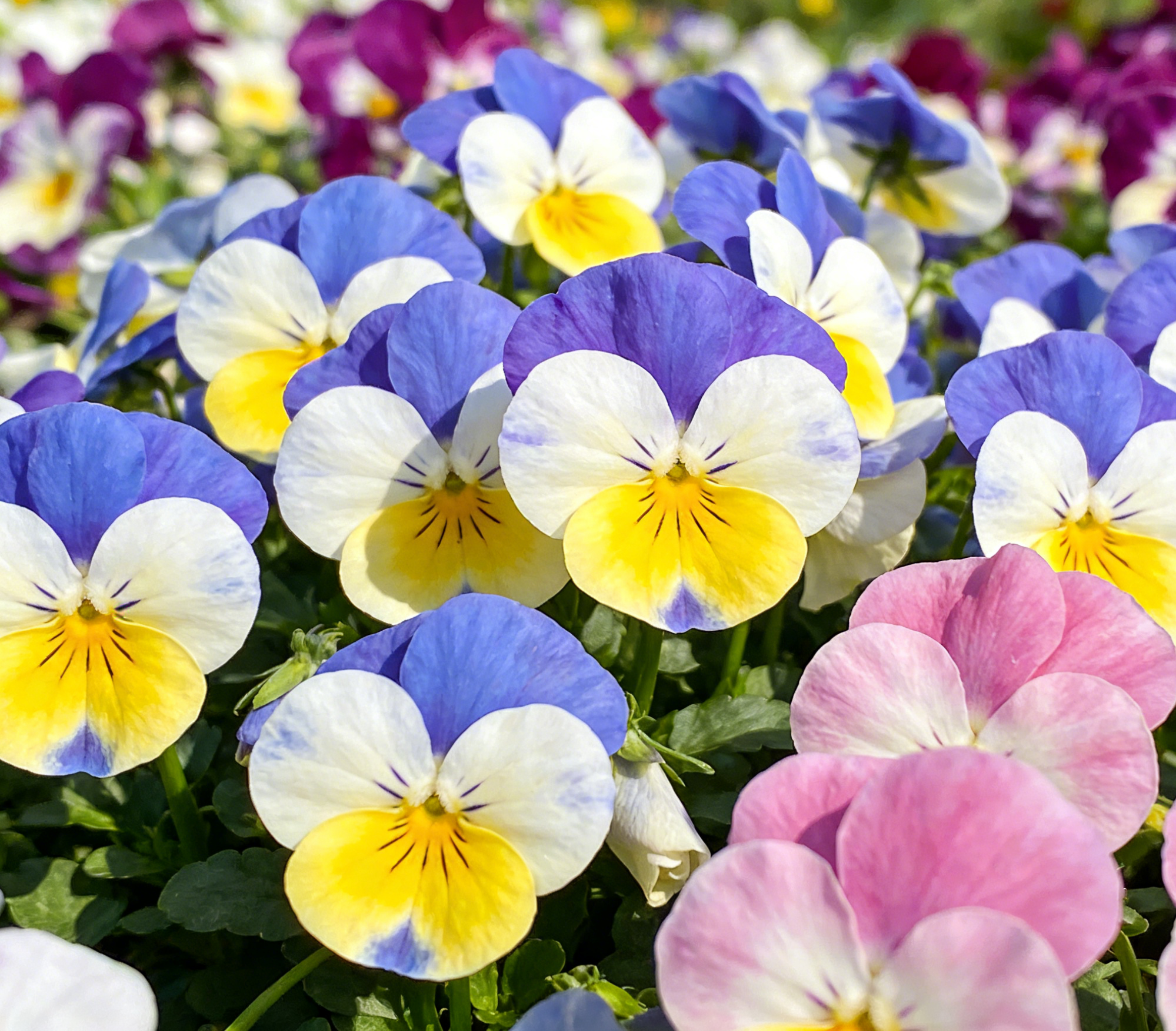 🎨 Semena fialek 🪻 – mrazuvzdorné, kvetou už v prvním roce a jsou snadné na pěstování!