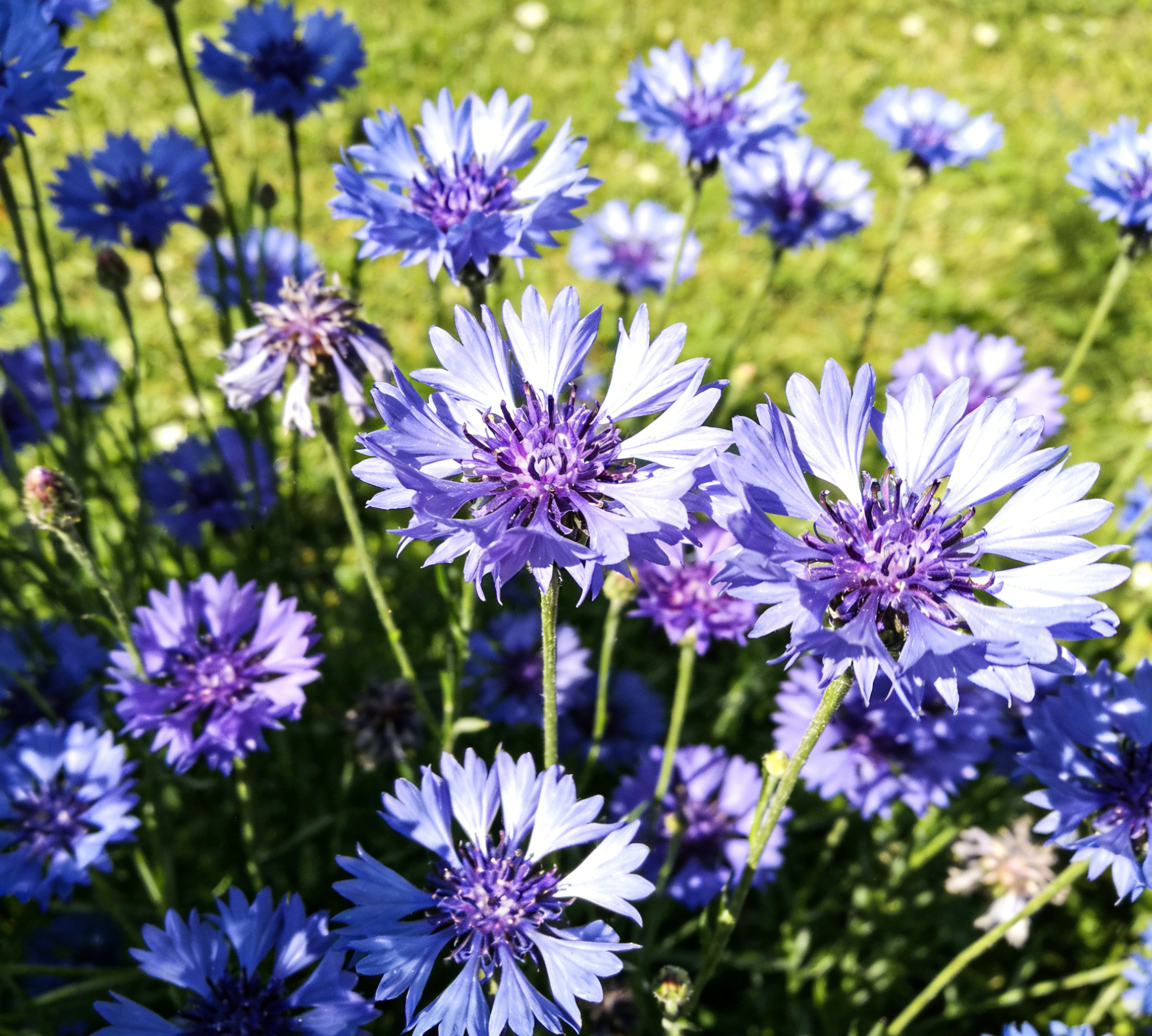 Semena chrpy pro zahrady, kvetoucí po celou sezónu