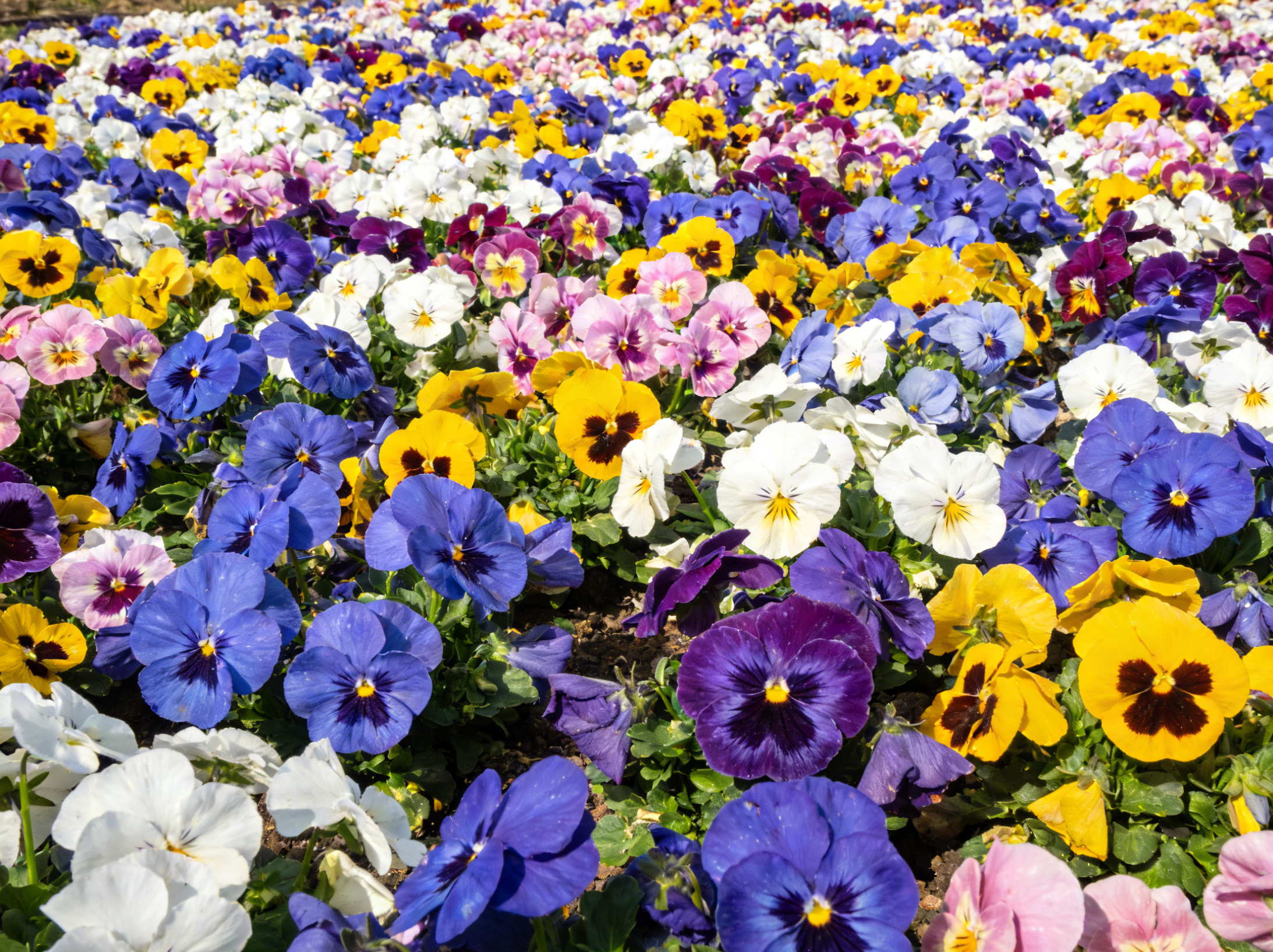 🎨 Semena fialek 🪻 – mrazuvzdorné, kvetou už v prvním roce a jsou snadné na pěstování!