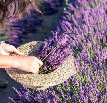 🌿 Semena levandule--Vypěstujte si vlastní voňavou zahradu doma 💜