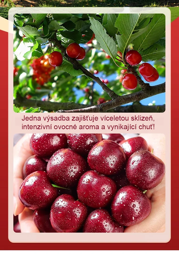 🍒【Lze vysazovat ve všech ročních obdobích】Dovezená semena chilské třešně✨️Míra přežití je 99,99 %