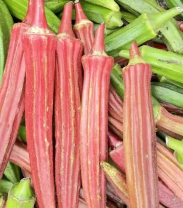 Vysoce výnosná semena červené okry odolná vůči chladu a suchu – AKCE 1+1 ZDARMA a DOPRAVA DOMŮ!