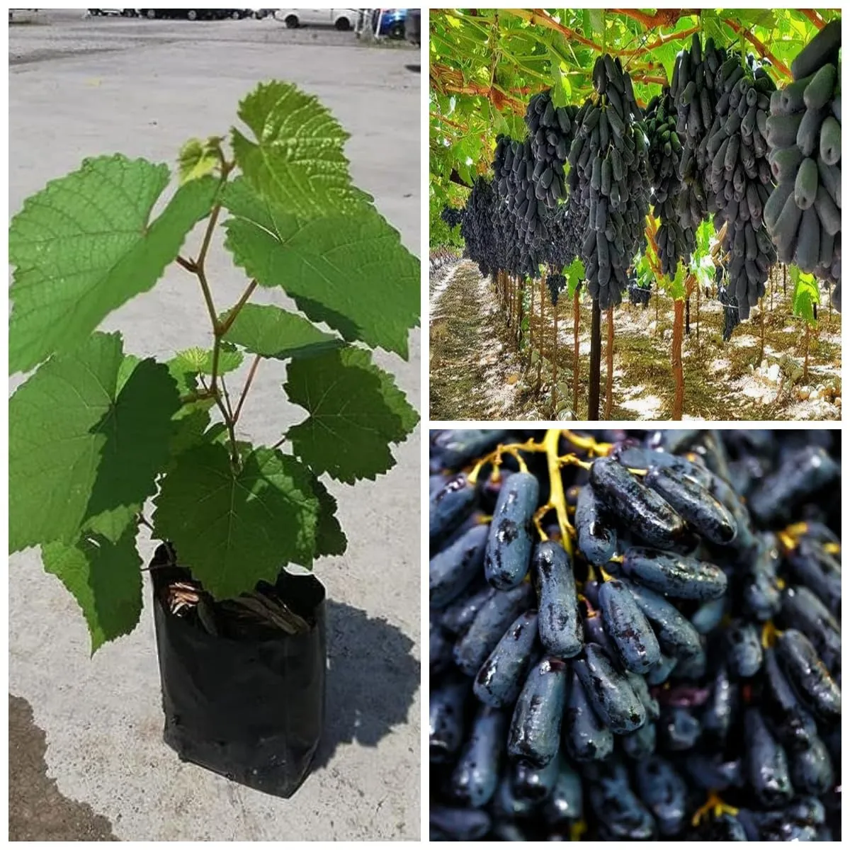 🍇 Vysoce kvalitní semena modrých hroznů s vysokým výnosem 🍇