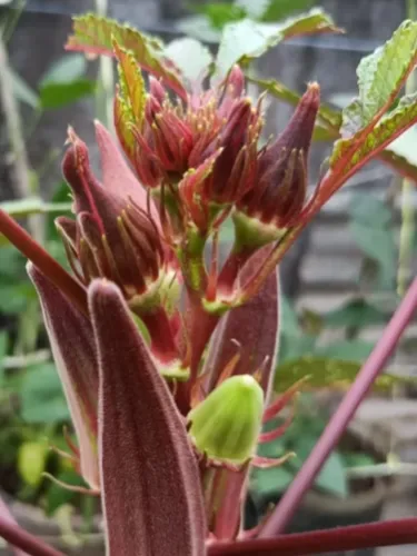 Vysoce výnosná semena červené okry odolná vůči chladu a suchu – AKCE 1+1 ZDARMA a DOPRAVA DOMŮ!