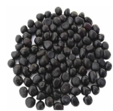 🌺 KRÁLOVNA KVĚTIN — Vznešená PIVOŇKA