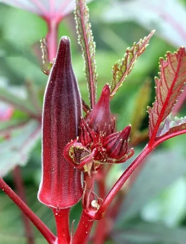 Vysoce výnosná semena červené okry odolná vůči chladu a suchu – AKCE 1+1 ZDARMA a DOPRAVA DOMŮ!