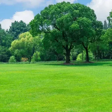 Semena trávy „Four Seasons“ – zakrslá stálezelená travní směs🌱🌿