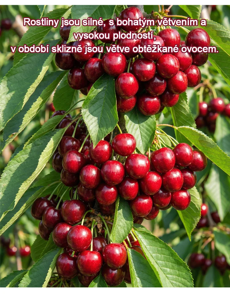 🍒【Lze vysazovat ve všech ročních obdobích】Dovezená semena chilské třešně✨️Míra přežití je 99,99 %