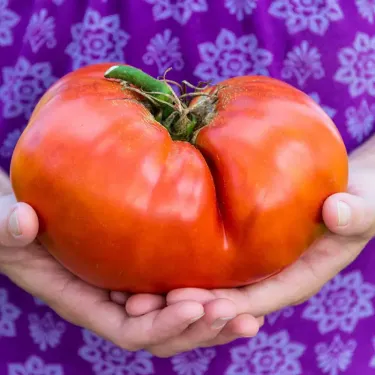 🍅 Hybridní rajče F1 „Ruby Monster“ – neGMO
