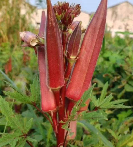 Vysoce výnosná semena červené okry odolná vůči chladu a suchu – AKCE 1+1 ZDARMA a DOPRAVA DOMŮ!