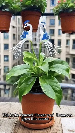 🌺 Exotické paví květy – snadné pěstování, úžasný efekt!