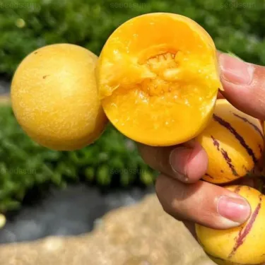 🍐  Женшенови семена | Вашият здравословен избор започва със засаждане 🌱