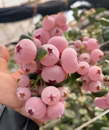 Semínka borůvek Pink Bliss – Dvojitá sladkost