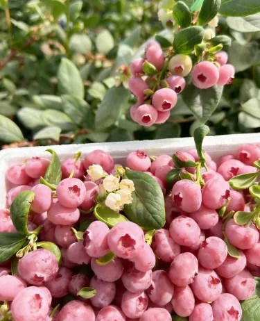 Semínka borůvek Pink Bliss – Dvojitá sladkost