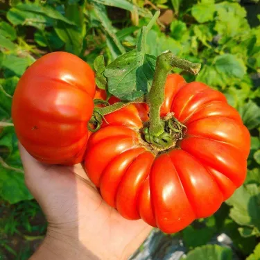 🍅 Hybridní rajče F1 „Ruby Monster“ – neGMO