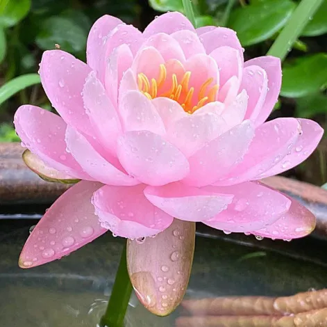 Mini lotos pěstovaný v misce