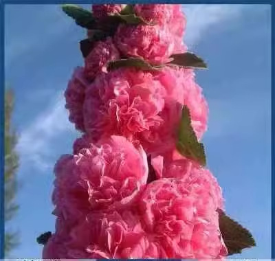 🌸Dvojitá semena topolovky – Krásné květiny pro vaši zahradu