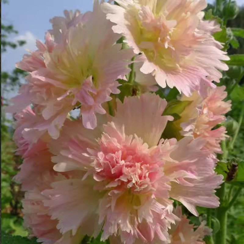 🌸Dvojitá semena topolovky – Krásné květiny pro vaši zahradu