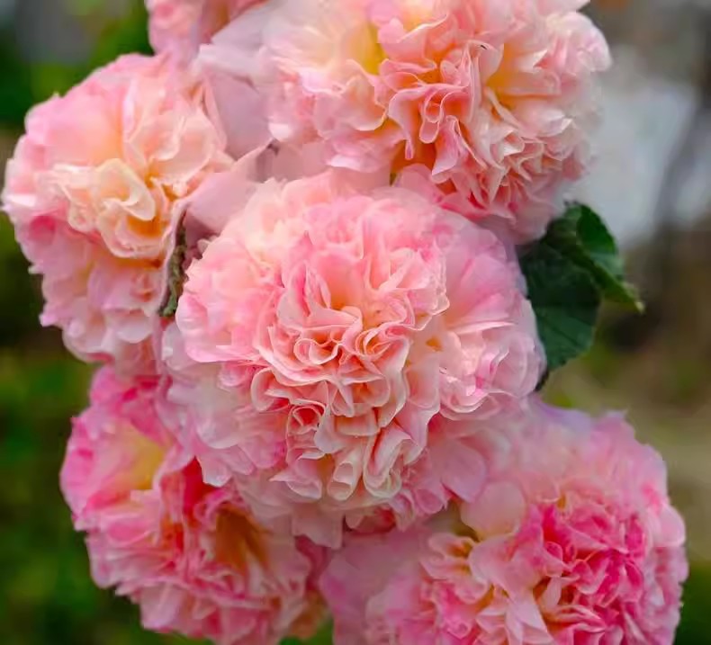 🌸Dvojitá semena topolovky – Krásné květiny pro vaši zahradu